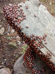 Ogdoecosta biannularis