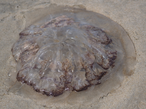 Mushroom Jelly photographed in Virginia