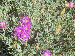 Lampranthus stipulaceus
