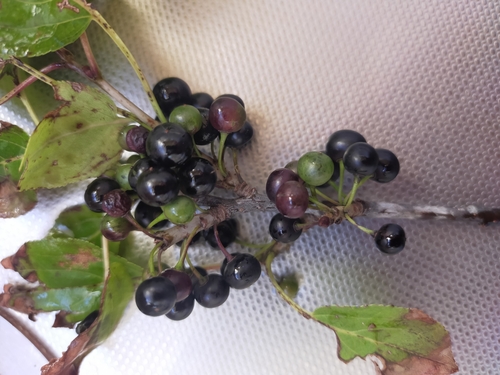 common buckthorn