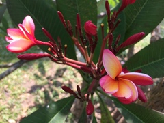 Plumeria rubra