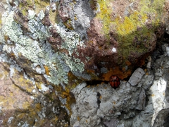 Ogdoecosta biannularis