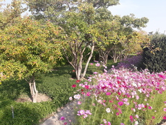 Maclura tricuspidata