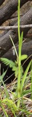Cynorkis graminea
