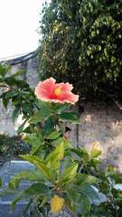 Hibiscus rosa-sinensis