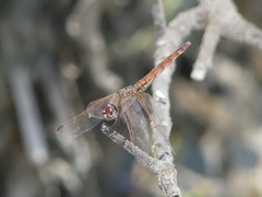 Trithemis annulata