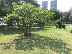 Plumeria rubra