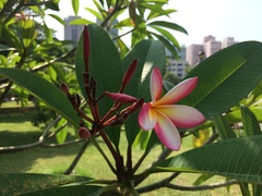 Plumeria rubra