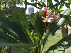 Plumeria rubra