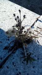 Asteraceae