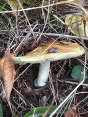 Tricholoma