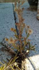 Asteraceae