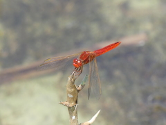 Crocothemis erythraea