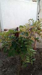 Angiospermae