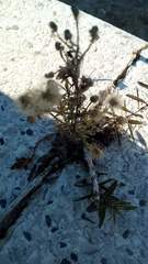 Asteraceae