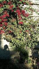 Bougainvillea