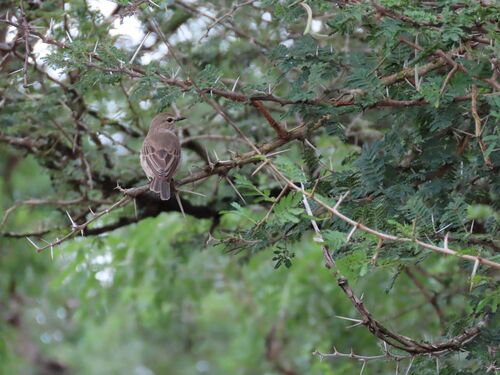Pale Flycatcher (Agricola pallidus), photo 10