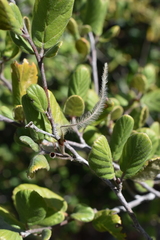 Cercocarpus traskiae