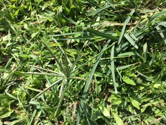 Eleusine indica