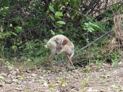 Nesotragus moschatus