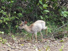 Nesotragus moschatus