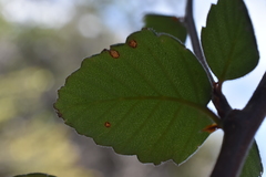 Cercocarpus traskiae