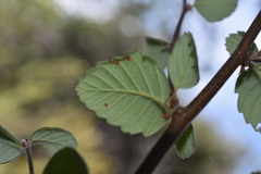 Cercocarpus traskiae