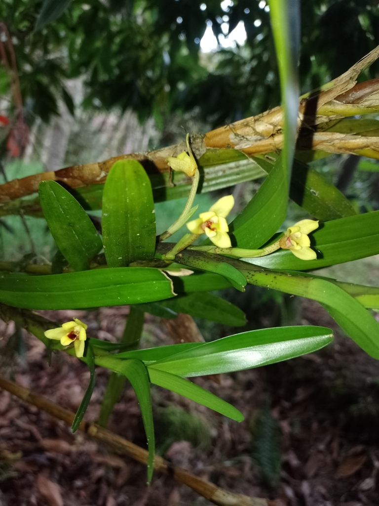 Maxillaria spilotantha