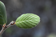 Cercocarpus traskiae