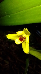 author not stated, no rights reserved Maxillaria spilotantha, photograph author not stated, no rights reserved