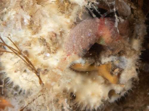 Rakovi (Crustacea)
