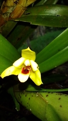 Maxillaria spilotantha, photograph author not stated, no rights reserved