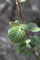 Cercocarpus traskiae