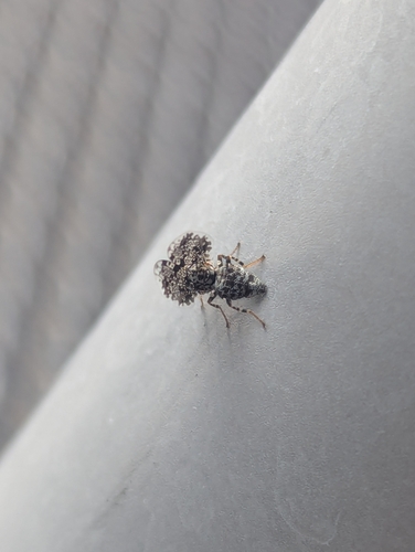 Unknown species found near Pocatello, ID, USA