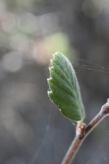 Cercocarpus traskiae