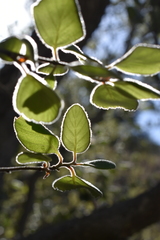 Cercocarpus traskiae