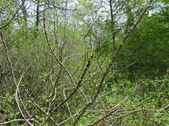 Toxicodendron vernix