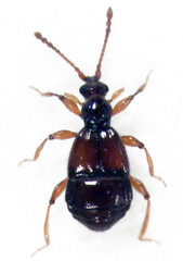 Pselaphophus atriventris
