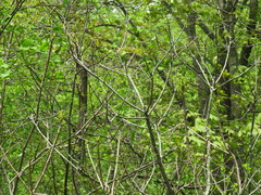 Toxicodendron vernix