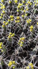 (c) rooiratel, some rights reserved (CC BY-SA) Euphorbia schinzii, photograph (c) rooiratel, some rights reserved (CC BY-SA)