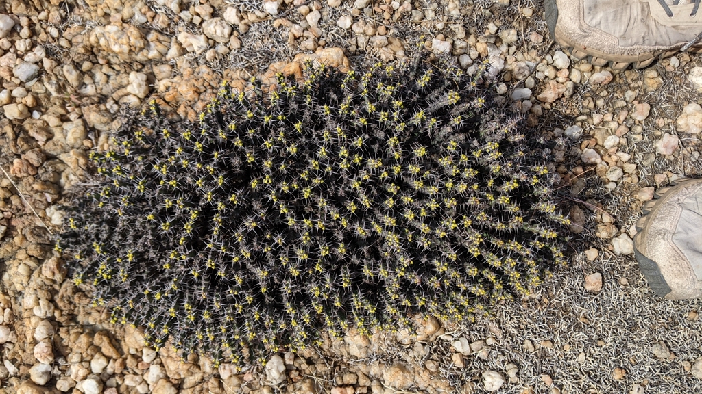 Euphorbia schinzii; photograph (c) rooiratel, some rights reserved (CC BY-SA)