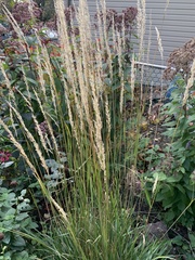 Calamagrostis × acutiflora