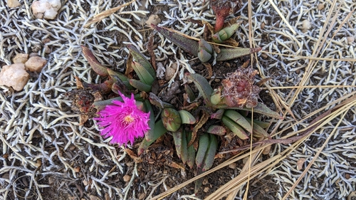 Khadi Rootfig (Khadia acutipetala)