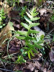 Polypodium glycyrrhiza