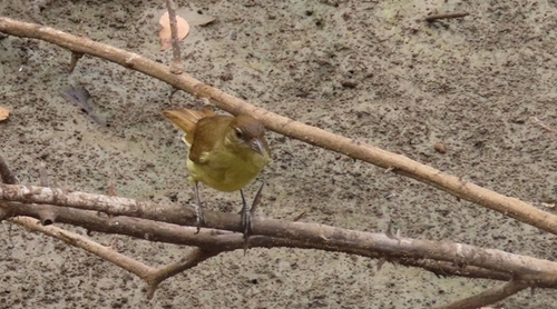 Yellow-bellied Greenbul (Chlorocichla flaviventris), photo 9