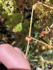 Ampelomyia vitispomum