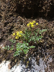 Lomatium hallii
