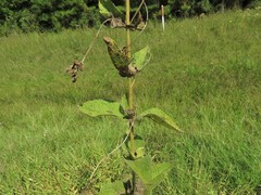 Eupatorium cordigerum