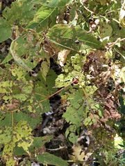 Ampelomyia vitispomum