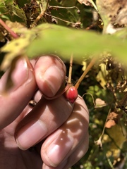 Ampelomyia vitispomum